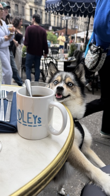 My dog at a cafe